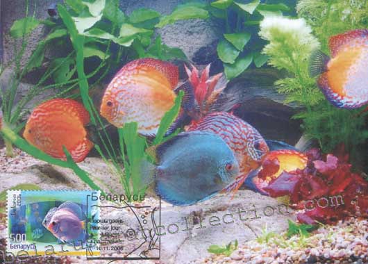 Violet discus (Discus)